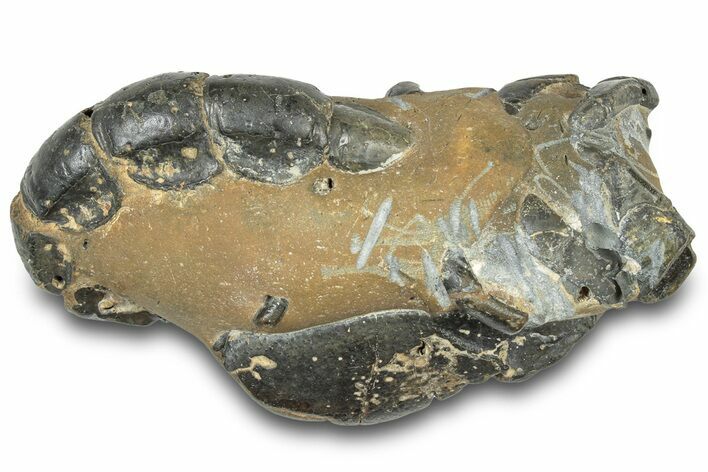 Fossil Mud Lobster (Thalassina) - Gunn Poin, Australia #307738